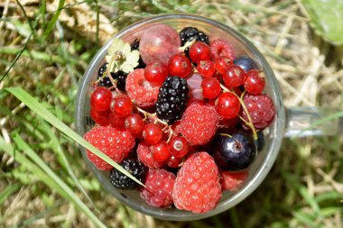 Bir fincan taze organik yaz meyveleri