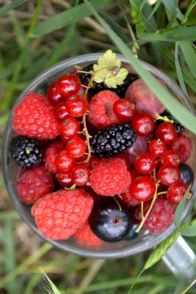 Bir fincan taze organik yaz meyveleri