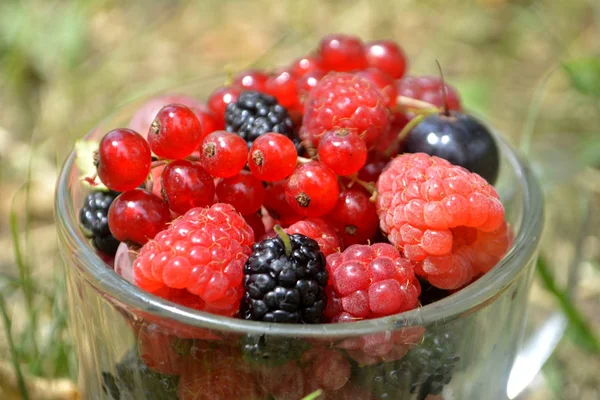 Bir fincan taze organik yaz meyveleri