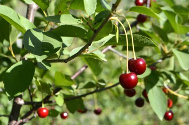 kiraz veya tatlı kiraz ağacı üzerinde