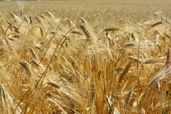 Vete Fältet — Stockfoto