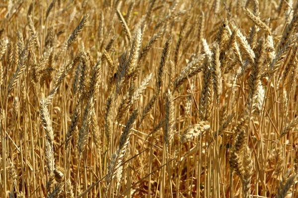 Vete Fältet — Stockfoto