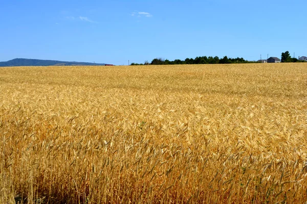 Tarwe Het Veld — Stockfoto