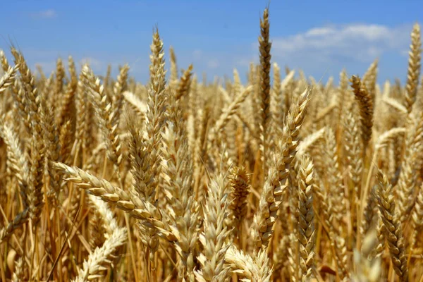 Frumento Campo — Foto Stock