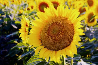 Ayçiçeği alanında. Sarı yaz çiçekleri. Yakın çekim