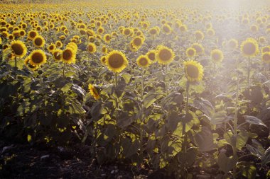 Ayçiçeği alanında. Sarı yaz çiçekleri. Güneş ışığı