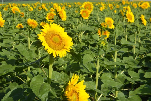 Zonnebloemen Het Veld Gele Zomerbloemen Zonlicht — Stockfoto