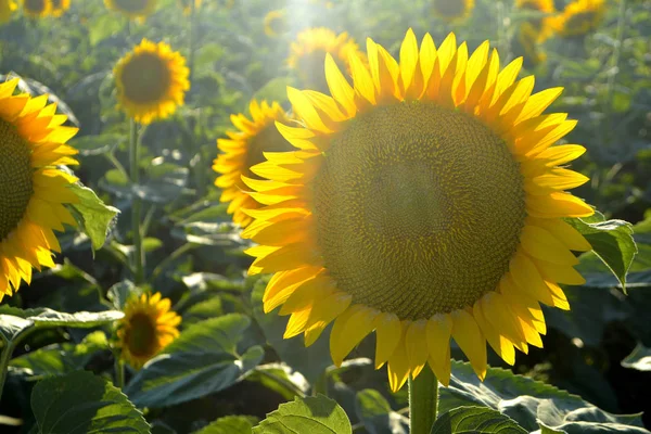 Girassóis Campo Flores Amarelas Verão Luz Solar — Fotografia de Stock