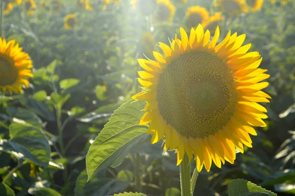 Girassóis Campo Flores Amarelas Verão Luz Solar — Fotografia de Stock