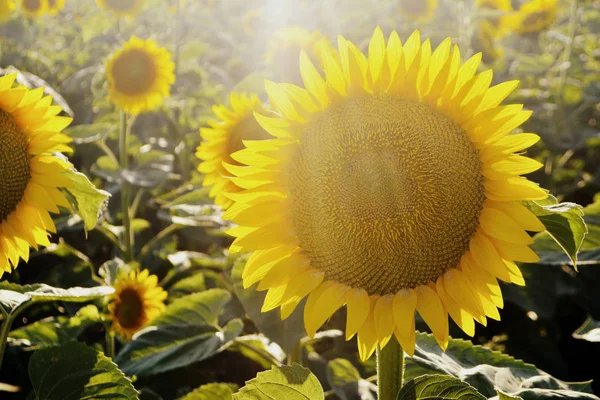 Girassóis Campo Flores Amarelas Verão Luz Solar — Fotografia de Stock