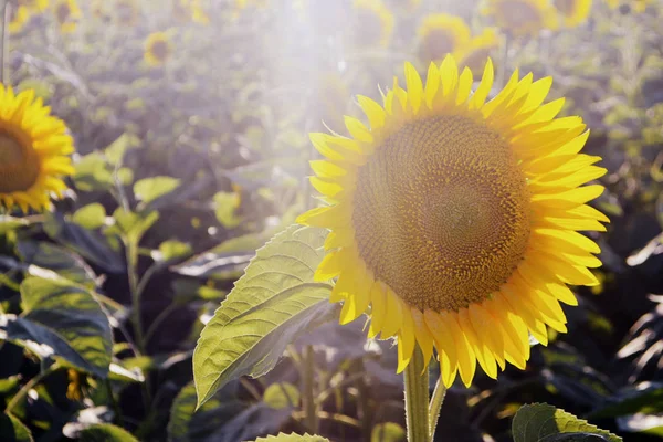 Zonnebloemen Het Veld Gele Zomerbloemen Zonlicht — Stockfoto