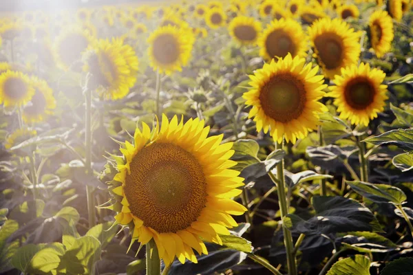 Zonnebloemen Het Veld Gele Zomerbloemen Zonlicht — Stockfoto