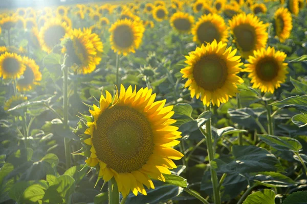 Girassóis Campo Flores Amarelas Verão Luz Solar — Fotografia de Stock