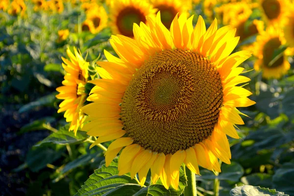 Zonnebloemen Het Veld Gele Zomerbloemen Close — Stockfoto