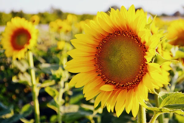 Girassóis Campo Flores Amarelas Verão Fechar — Fotografia de Stock
