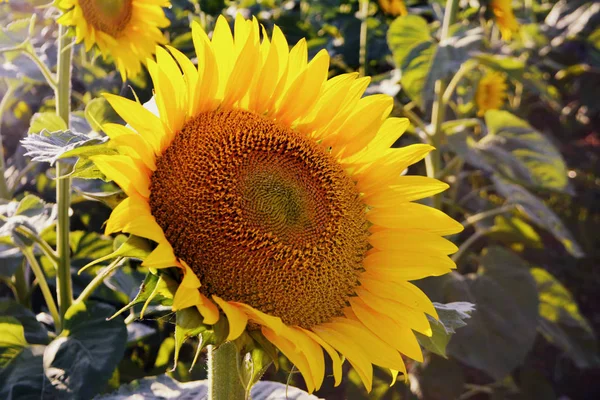 Zonnebloemen Het Veld Gele Zomerbloemen Close — Stockfoto