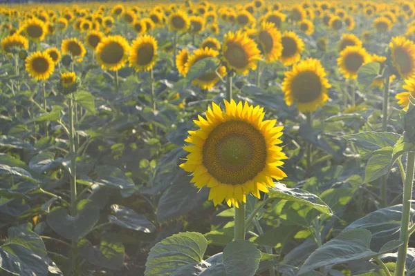 Zonnebloemen Het Veld Gele Zomerbloemen Zonlicht — Stockfoto