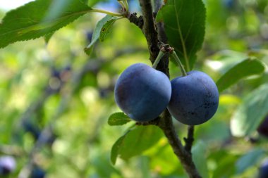 Ağaç üzerinde Erik. Yaz berry meyve