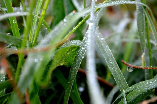 Grünes Gras Mit Tautropfen Wasser Tropft Nach Regen Auf Den — Stockfoto