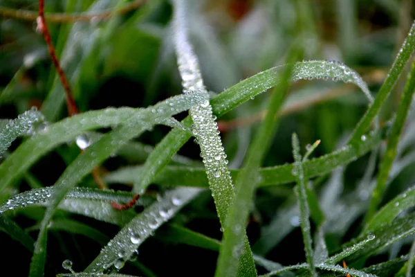 Rumput Hijau Dengan Tetes Embun Air Menetes Rumput Setelah Hujan — Stok Foto