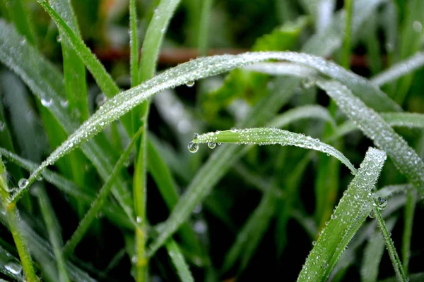 绿草与露水滴 雨后草地上的水 Driops — 图库照片