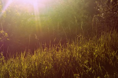 Yeşil çim güneş ışığında. Doğal arka plan