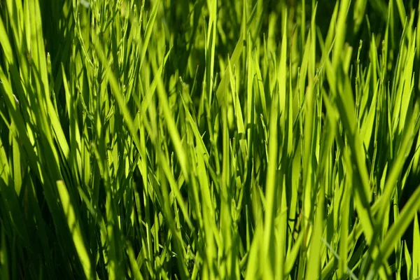 Iarbă Verde Lumina Soarelui Fundal Natural — Fotografie, imagine de stoc