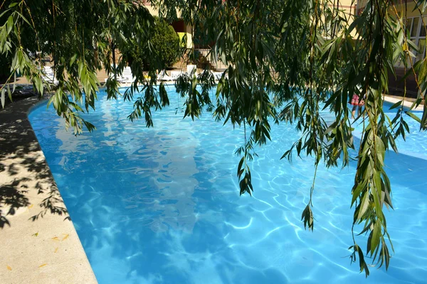スイミング プールや木の枝 青い水 — ストック写真