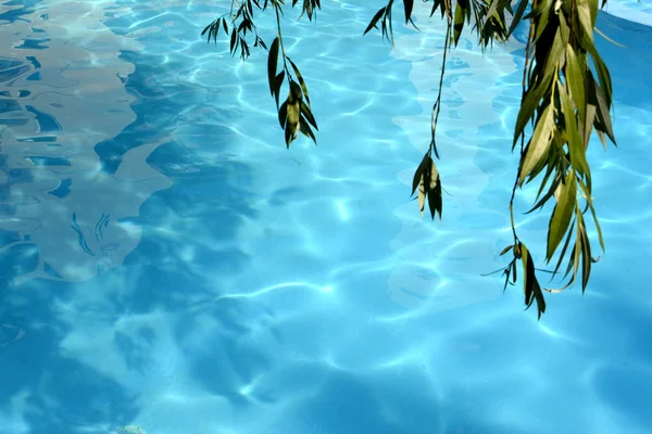 Плавающий Бассейн Ветки Деревьев Синяя Вода — стоковое фото