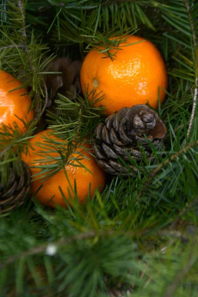 Spar Boomtakken Kegels Mandarijnen Voor Nieuwjaar Kerstmis Achtergrond Wenskaart — Stockfoto