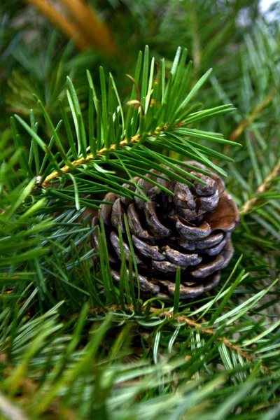 Větve Stromů Jedle Borové Šišky Vánoční Novoroční Pozadím — Stock fotografie