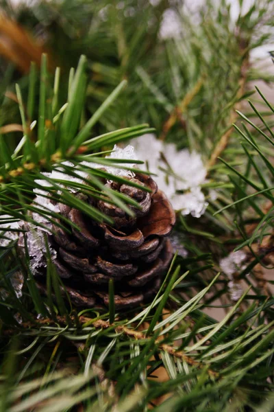 Spar Boomtakken Met Pine Kegels Kerstmis Nieuwjaar Achtergrond — Stockfoto