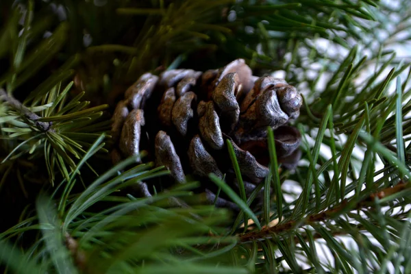 Ramos Pinho Com Cones Pinho Natal Fundo Ano Novo — Fotografia de Stock