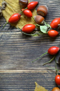 Kuşburnu ile sonbahar arka plan. Kopya alanı