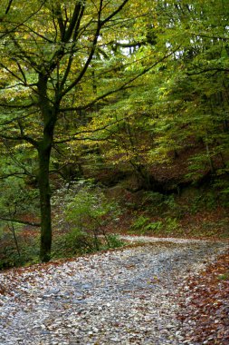 Orman yolu. Orman manzara