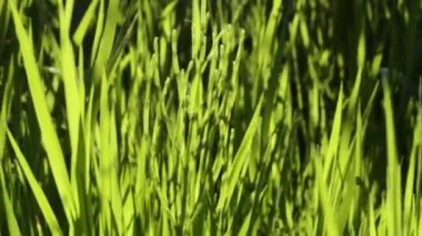 parlak yeşil çim doğal arka plan