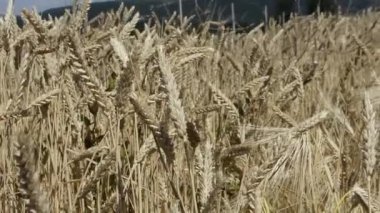 Buğday alanında. Tarım peyzaj