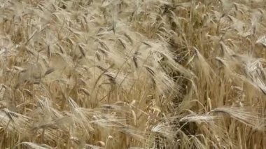 Buğday alanında. Tarım peyzaj