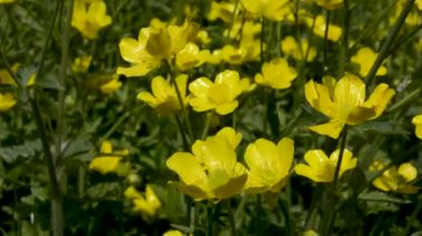 Parktaki sarı çiçekler