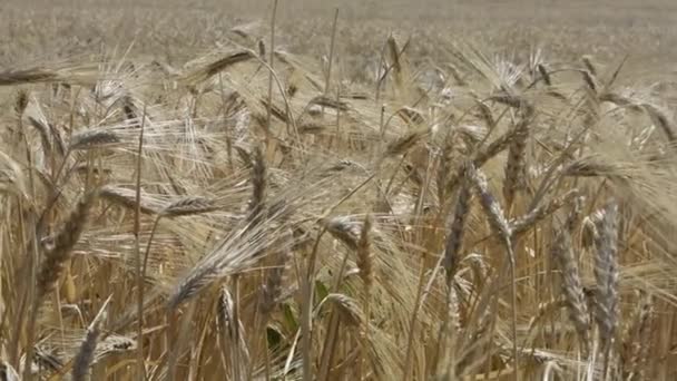 Weizen Auf Dem Feld Agrarlandschaft — Stockvideo
