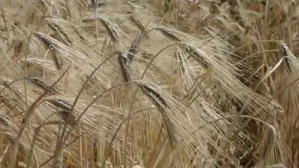 Blé Sur Terrain Paysage Agricole — Video