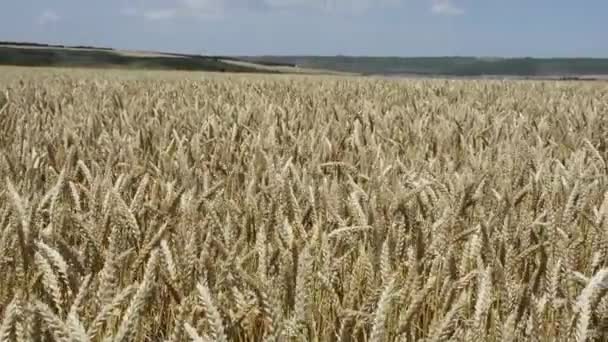 Blé Sur Terrain Paysage Agricole — Video