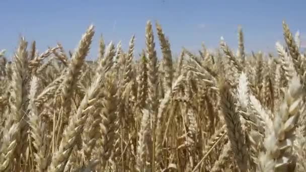 Blé sur le terrain. Paysage agricole 