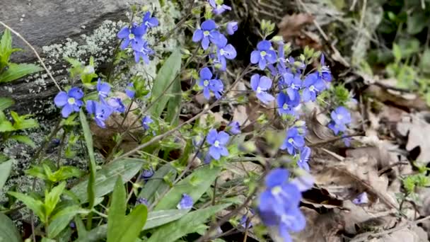 Vergeet Niet Bloemen Het Bos — Stockvideo