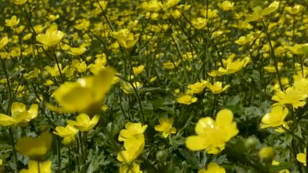 Gelbe Blumen Park — Stockvideo