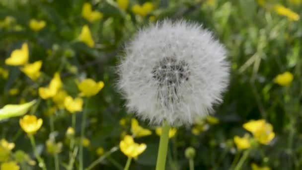 Diente León Campo — Vídeo de stock