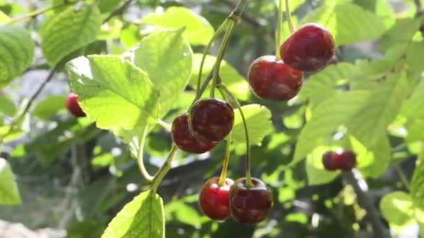 Cerises Sur Une Branche — Video