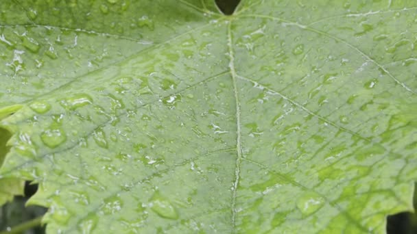 Gotas Agua Las Hojas — Vídeos de Stock