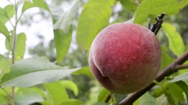 Peach Tree — Stock Video
