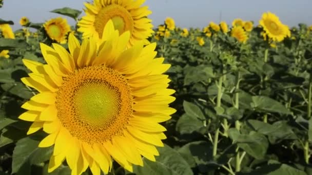 Sonnenblume Auf Dem Feld — Stockvideo